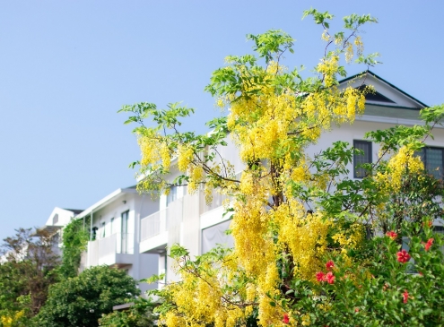 Hoa muồng Hoàng yến tại Ecogarden